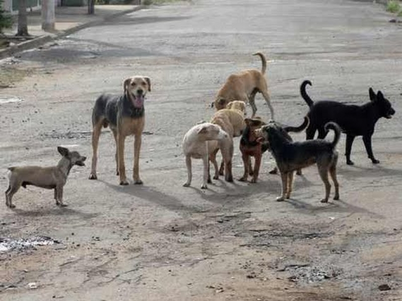 Marcelo Gaúcho pede informações sobre a contratação de veterinário para a realização de castração de animais abandonados