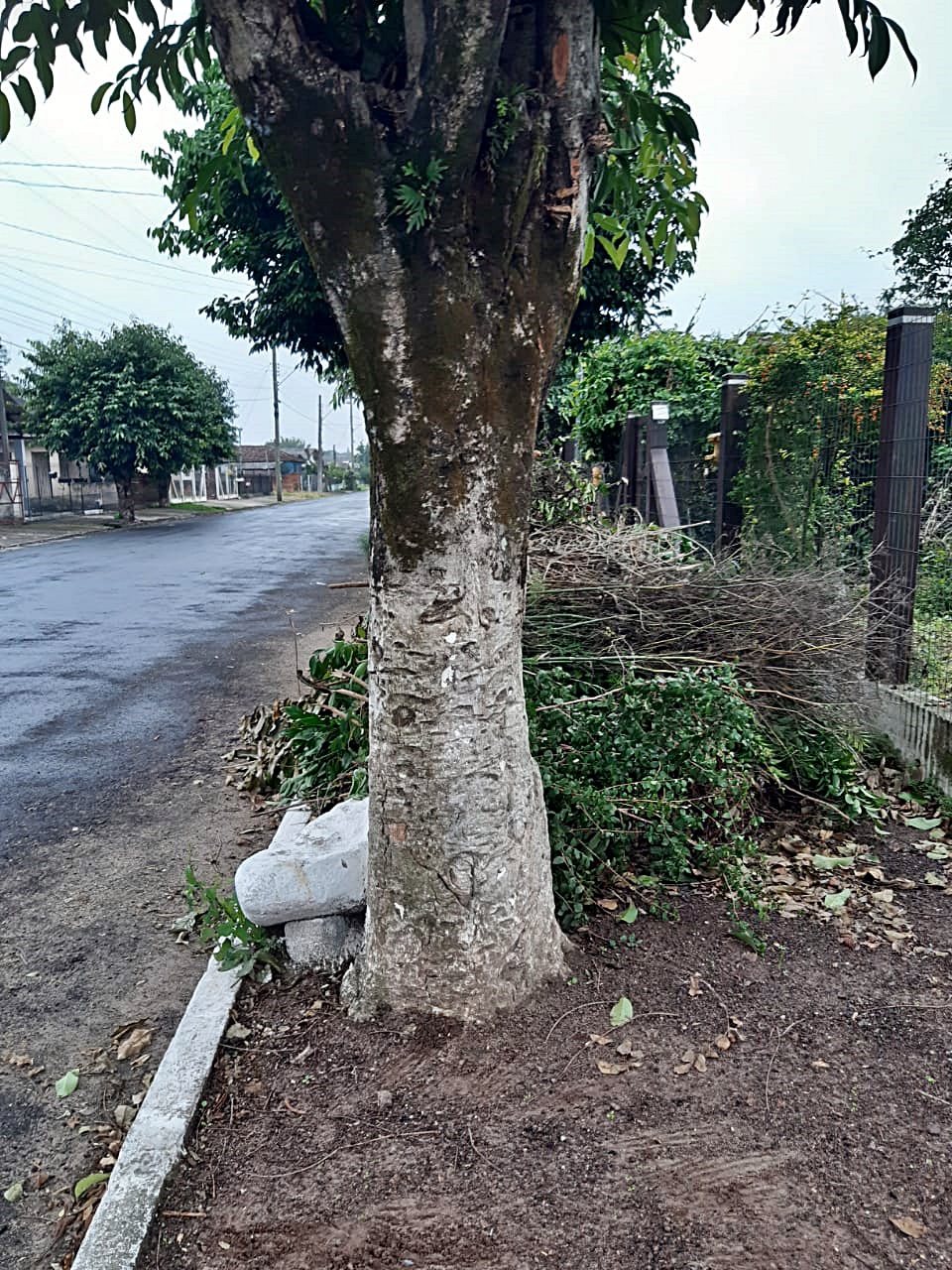 Samuka pede agilidade no recolhimento das podas de árvores no município